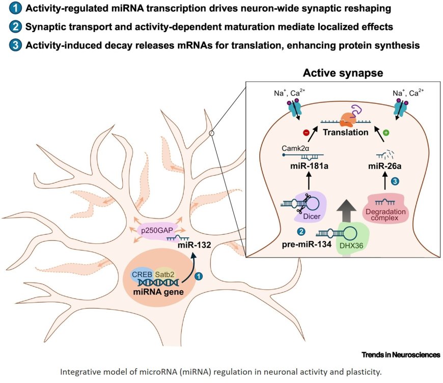 Shaping the synapse through neuronal activity-regulated miRNAs