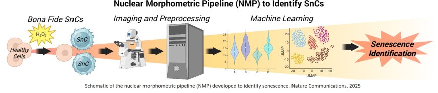 AI-assisted technique can measure and track aging cells