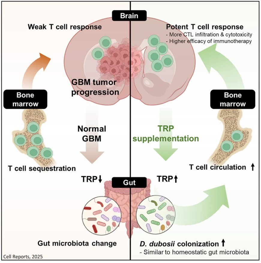 Immunotherapy for difficult-to-treat brain tumors with gut microbiota