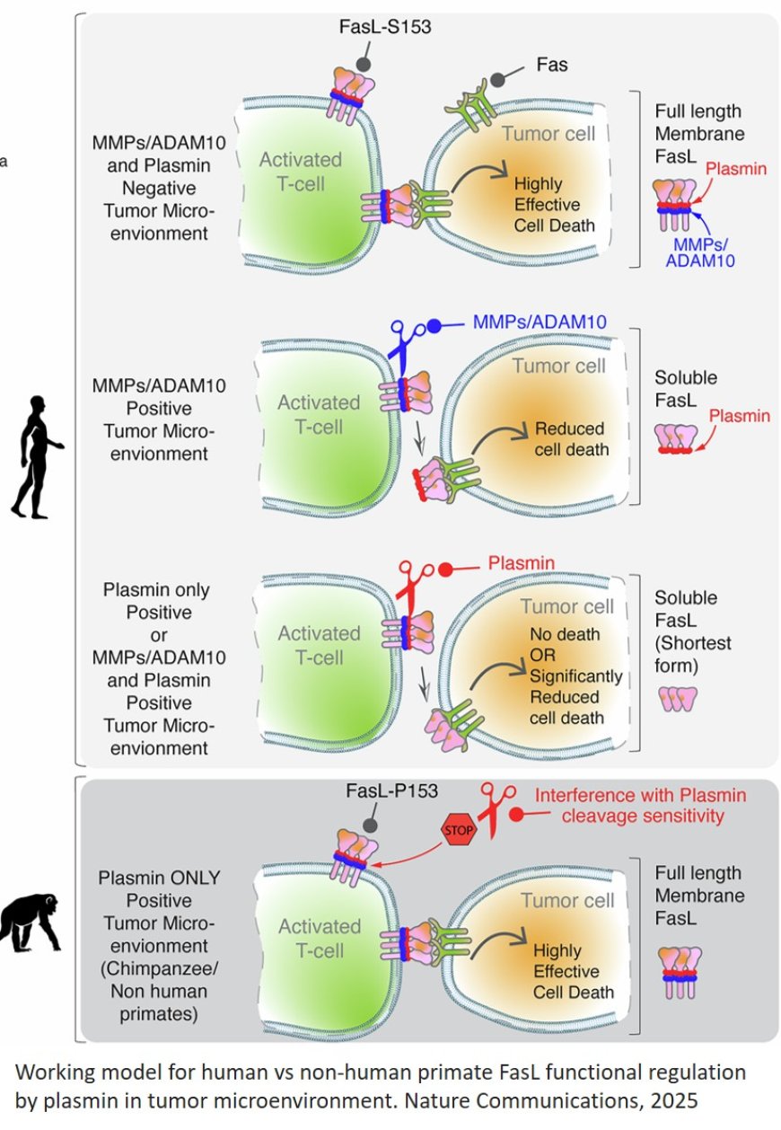 Role of plasmin in metastatic tumors