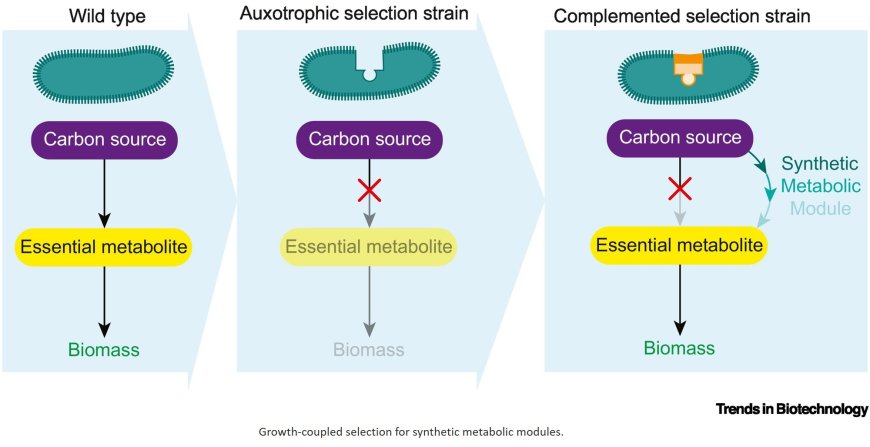 Escherichia coli selection strains for growth-coupled metabolic engineering