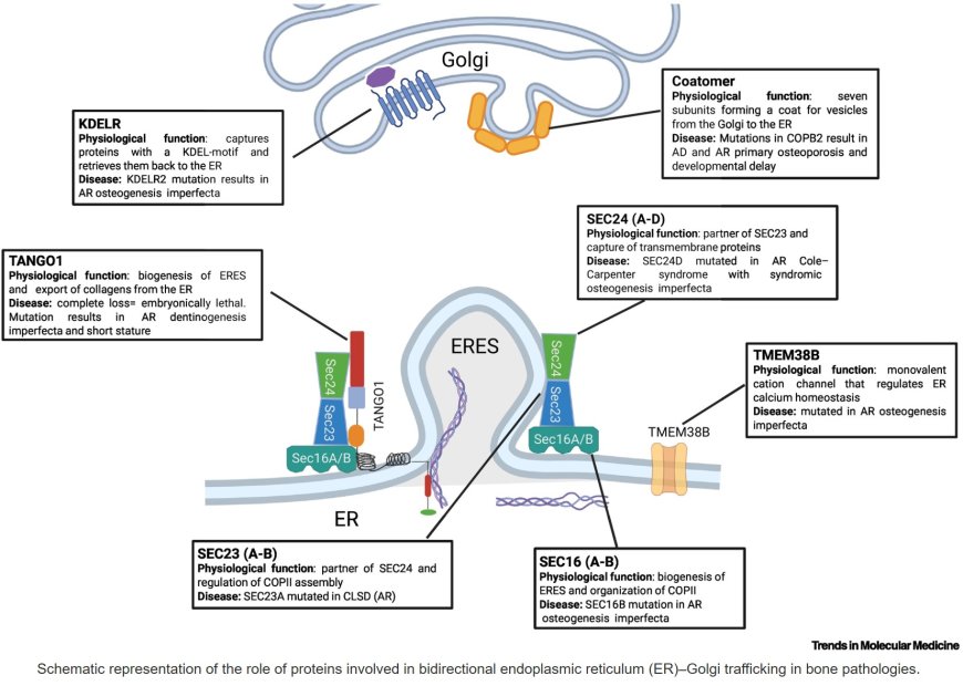 The endoplasmic reticulum proteostasis network and bone disease