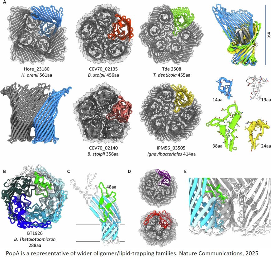 A porin-like protein used by bacterial predators defines a wider lipid-trapping superfamily