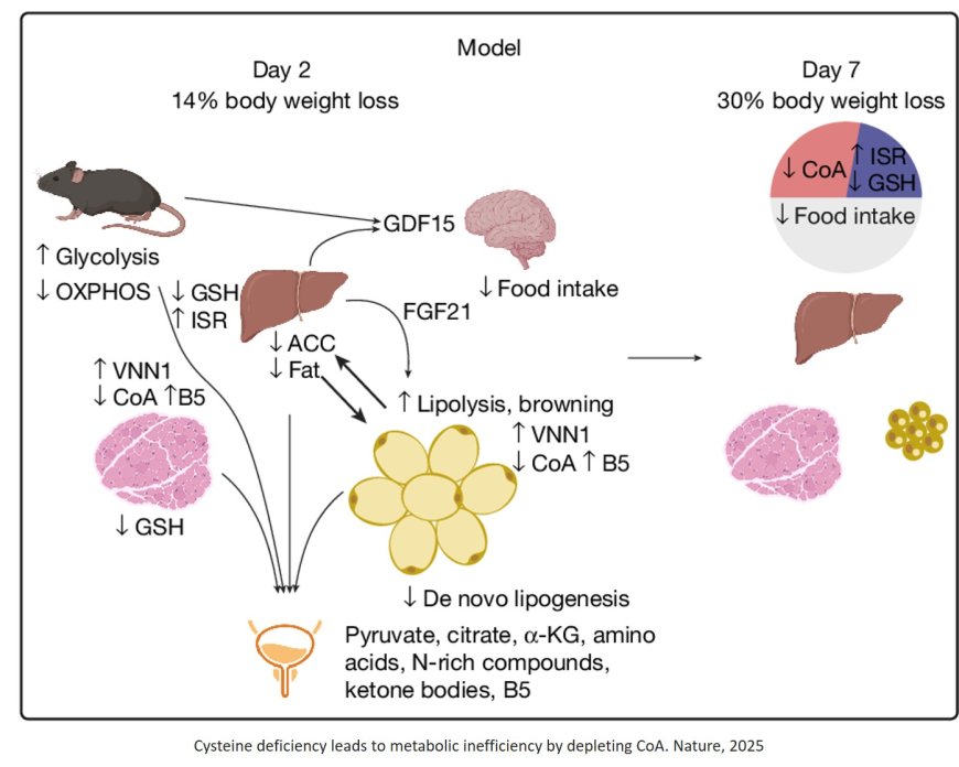 Unravelling cysteine-deficiency-associated rapid weight loss