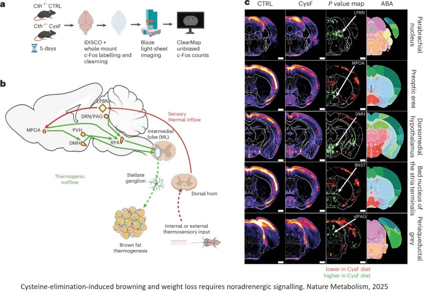 Cysteine depletion triggers adipose tissue thermogenesis and weight loss