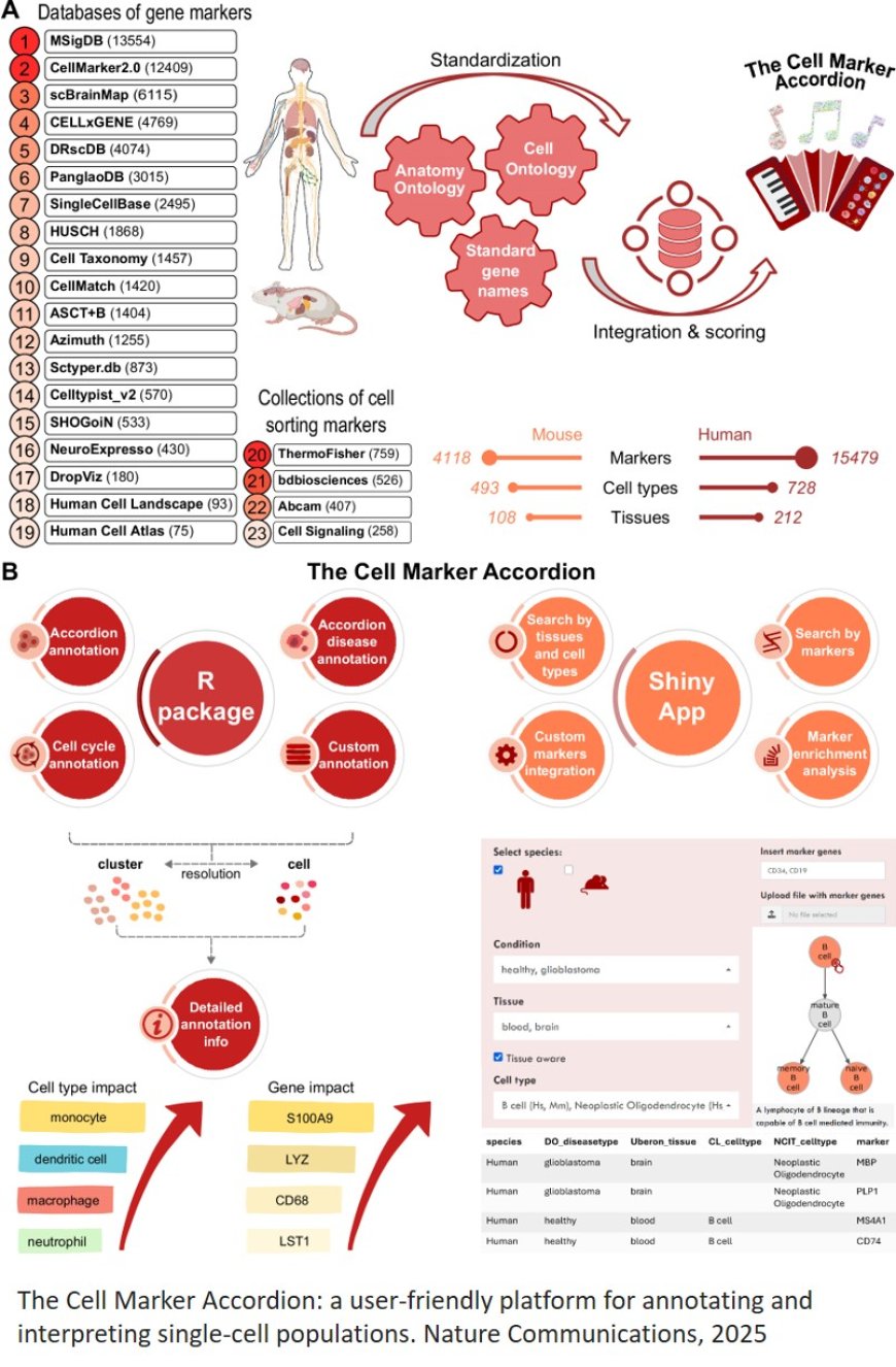 Cell Marker Accordion: interpretable single- cell and spatial omics annotation in health  and disease
