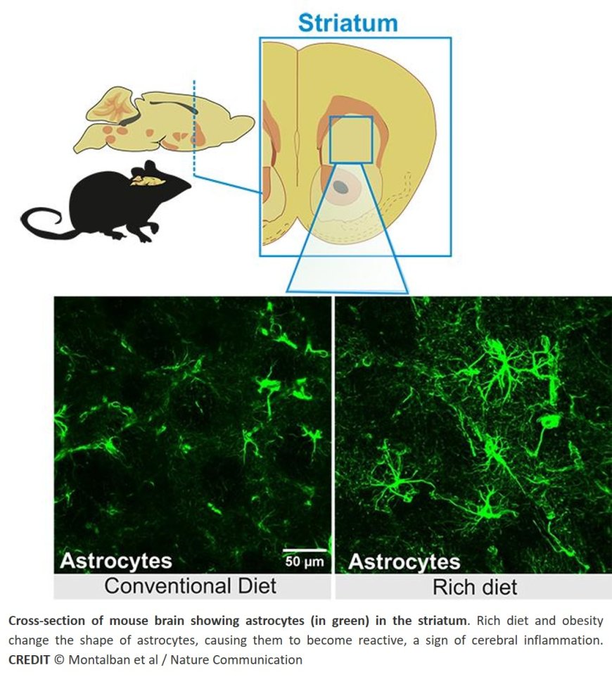 Striatal astrocytes modulate behavioral flexibility and whole-body metabolism in mice