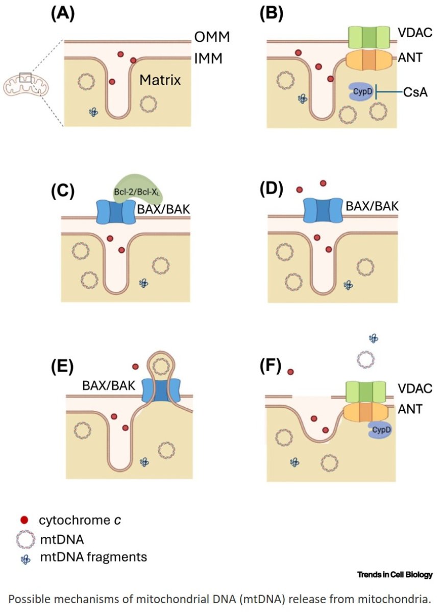 How mitochondrial DNA leave mitochondria?