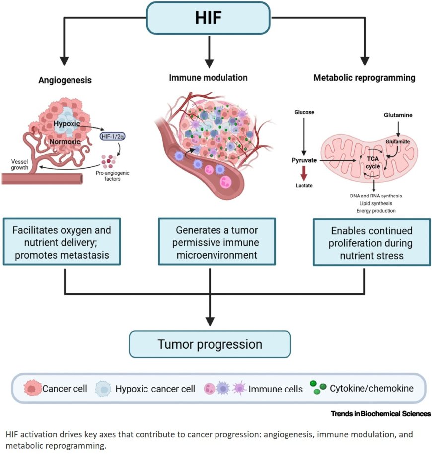 The role of HIF in cancer