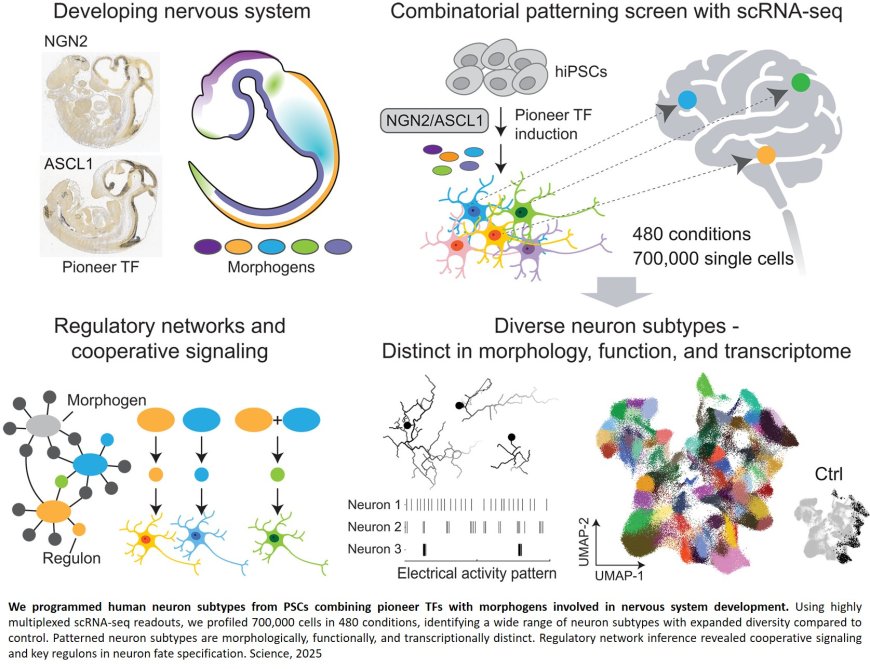Producing library of heterogeneous human neurons from stem cells