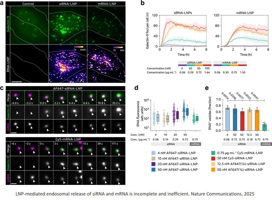 Cellular and biophysical barriers to lipid nanoparticle mediated delivery of RNA to the cytosol