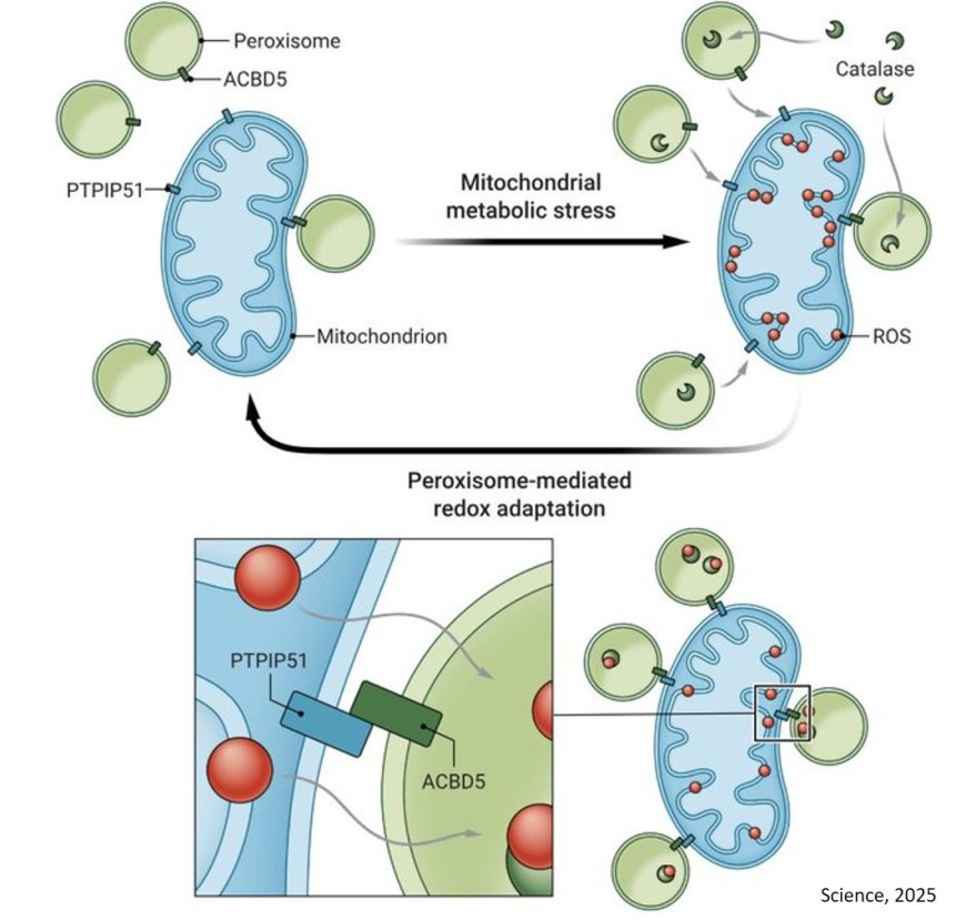 Peroxisome-mitochondria contact regulates mitochondrial stress