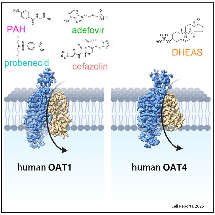 Structural insights into human organic anion transporters