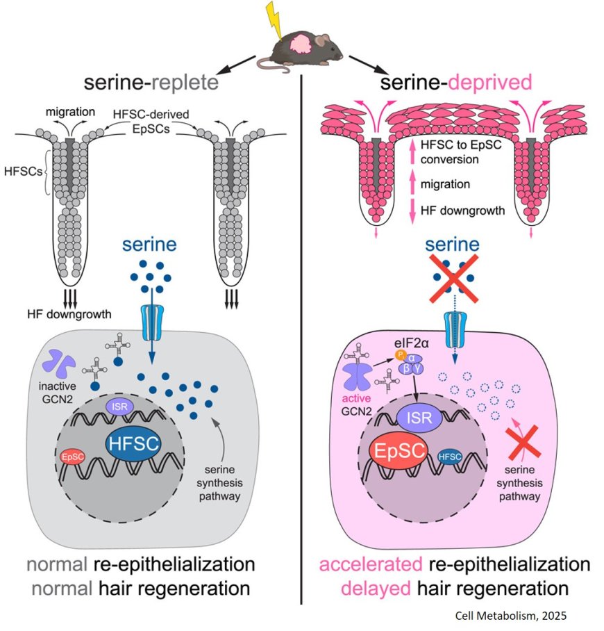 Serine deprivation switches hair follicle stem cells into skin healers during injury