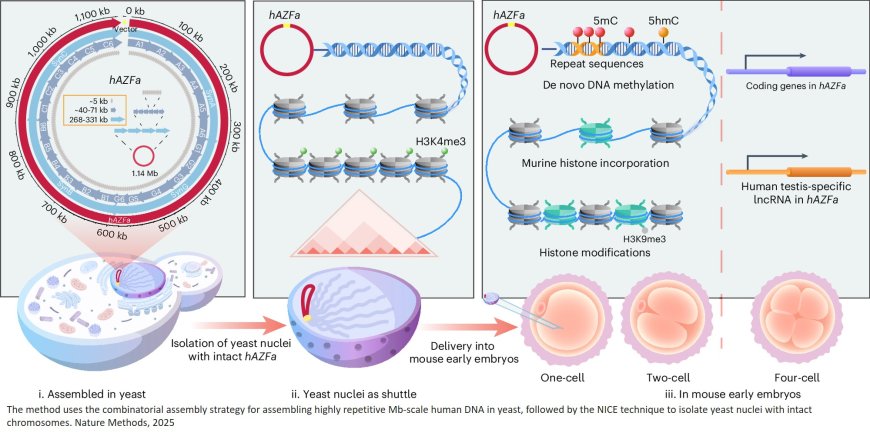 Delivering synthetic megabase-scale human DNA into mouse early embryos