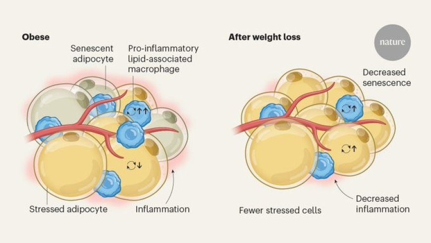 Weight loss alters adipose tissue beyond just reducing fat