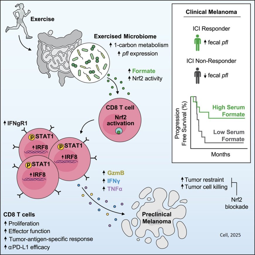 How exercise boosts cancer immunity