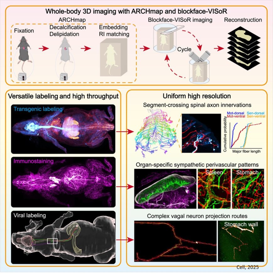 High-speed mapping of whole-mouse peripheral nerves