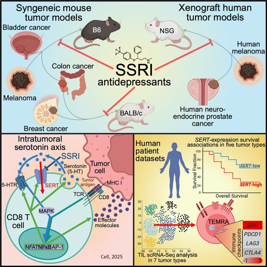 Serotonin transporter inhibits antitumor immunity through regulating the intratumoral serotonin axis