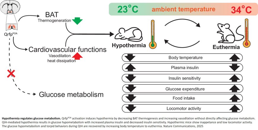 Body temperature regulates glucose metabolism and torpid behavior