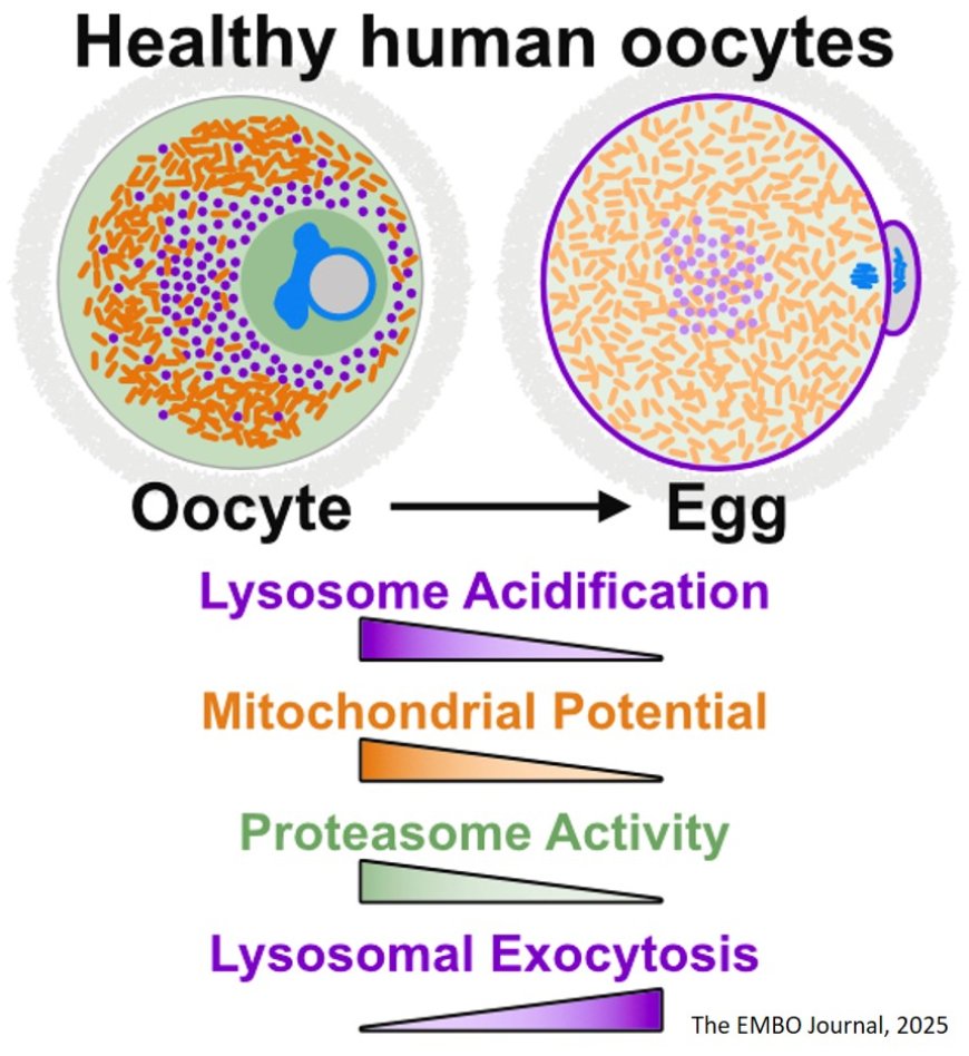 Healthy human oocyte proteostasis