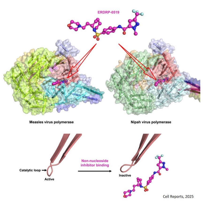 Structures of the measles virus polymerase complex with non-nucleoside inhibitors and mechanism of inhibition