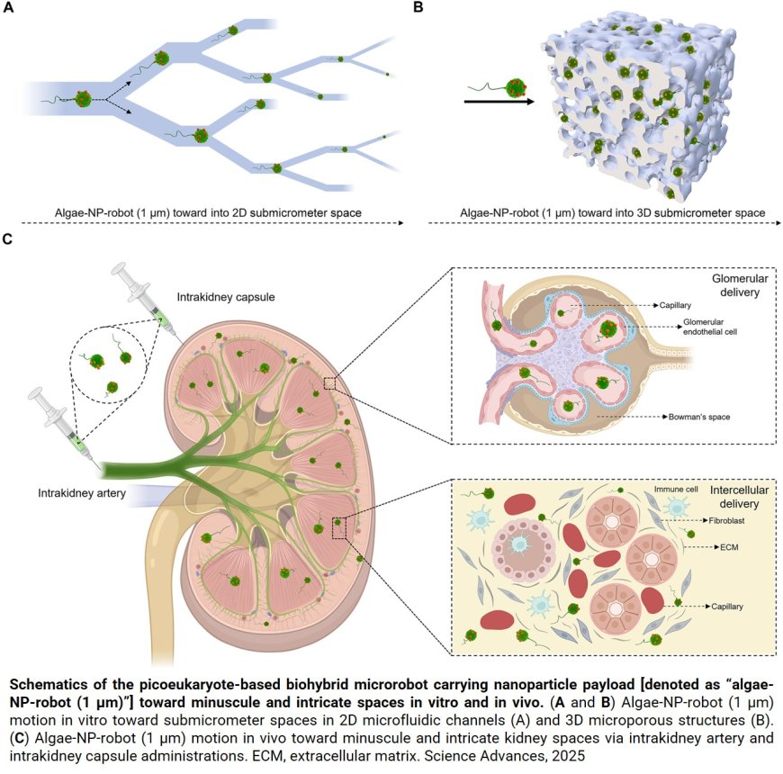 Picoeukaryote-based biohybrid microrobots for active delivery in the kidney