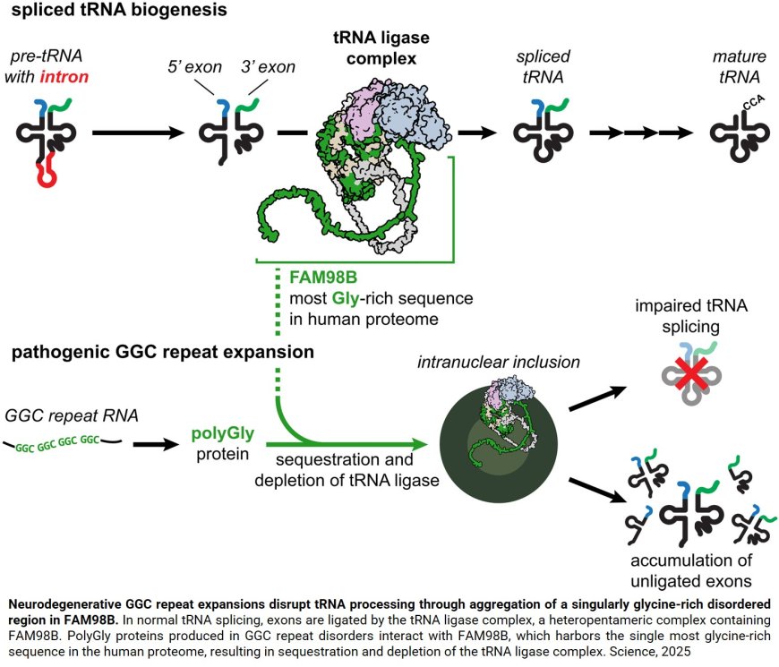 Protein aggregation is linked to altered RNA processing
