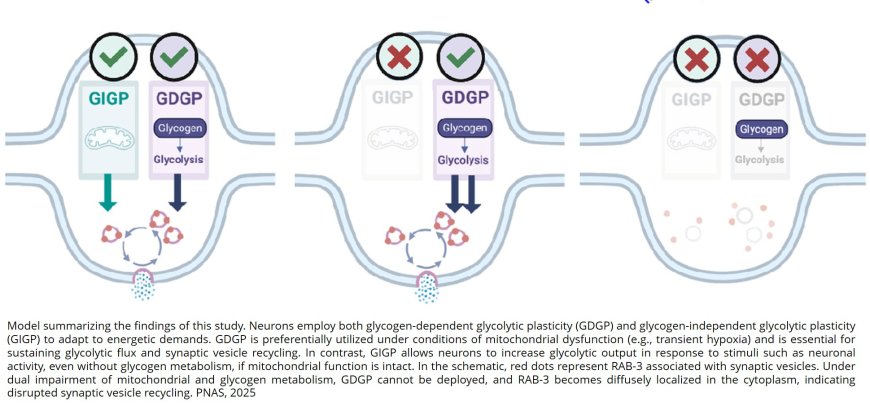 Glycogen supports glycolytic plasticity in neurons