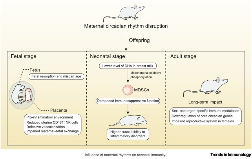 Development of a circadian immune system