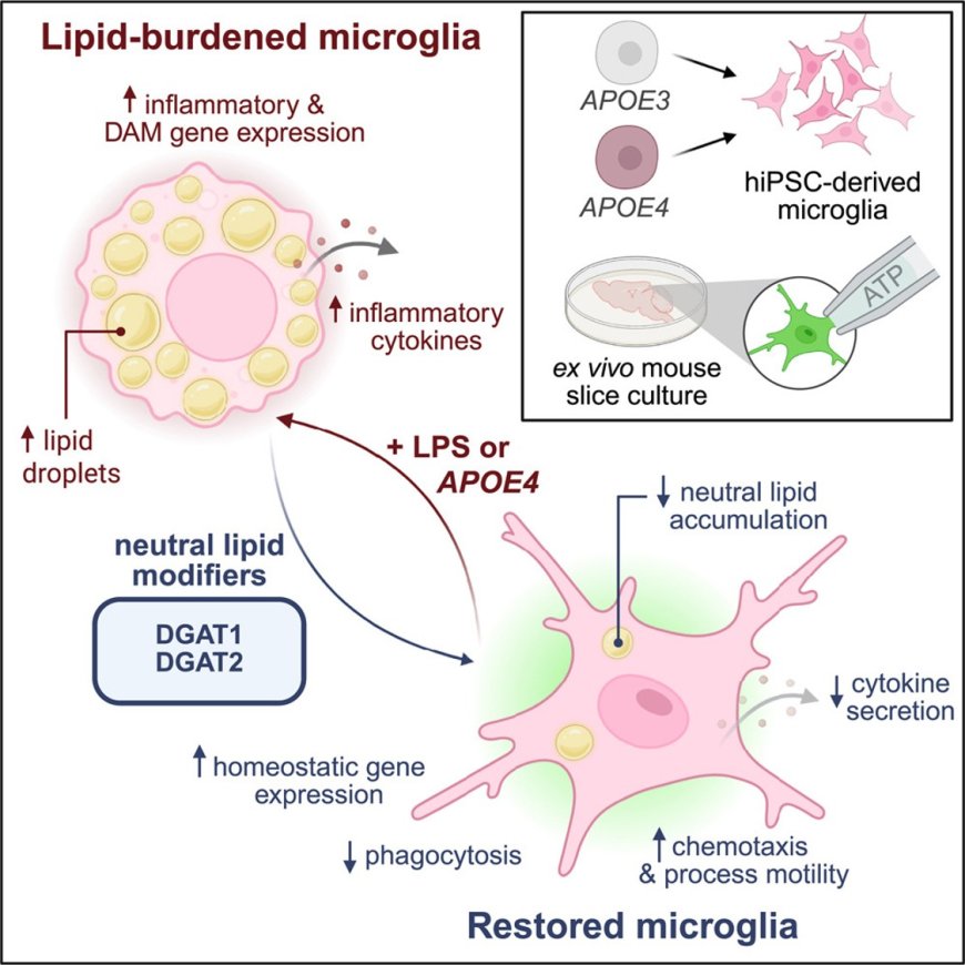 Triglyceride metabolism controls inflammation and microglial phenotypes associated with APOE4