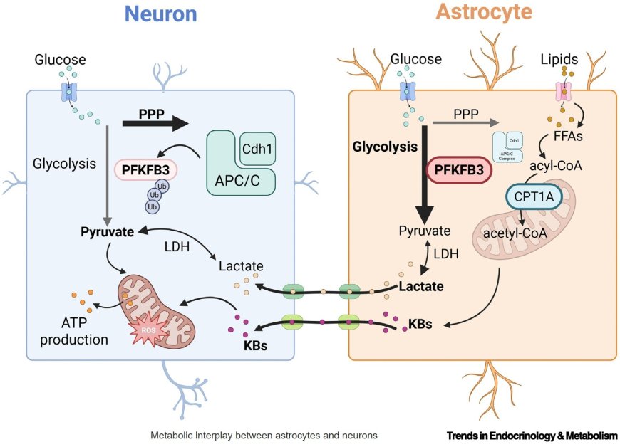 Neuronal glycolysis meets mitophagy to govern organismal wellbeing