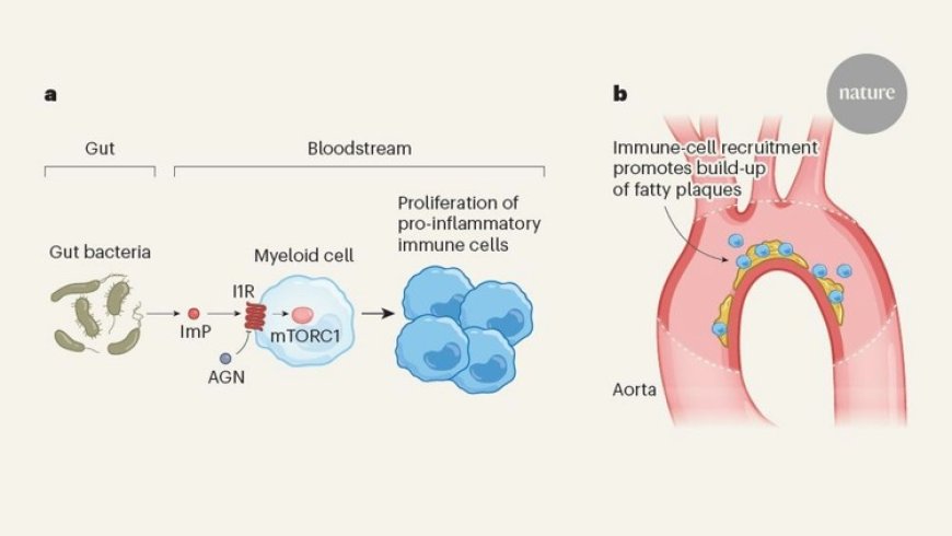 Imidazole propionate is a driver and therapeutic target in atherosclerosis