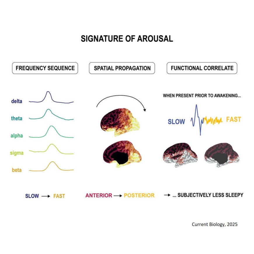 A signature ‘wave’ of activity as the brain awakens from sleep