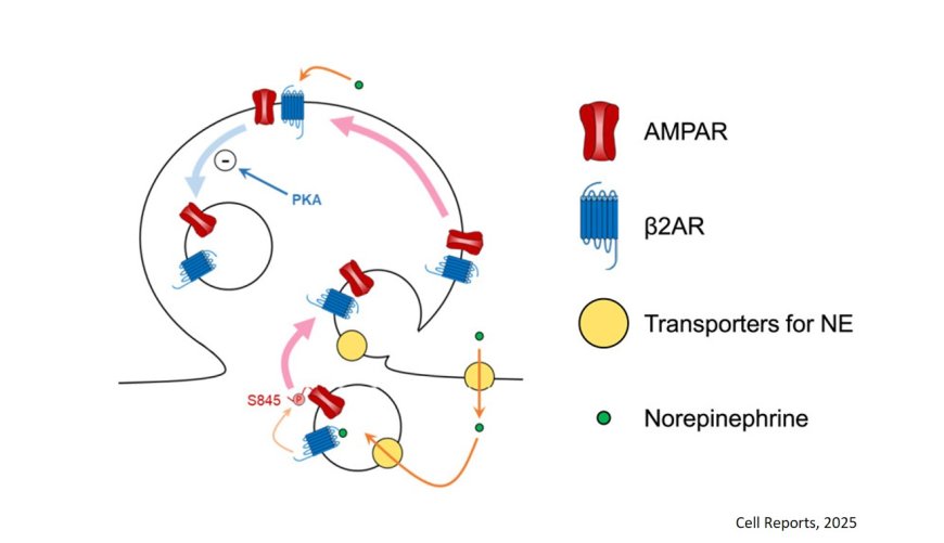 Signaling by intracellular β2-adrenergic receptors regulates AMPA receptor trafficking and synaptic plasticity
