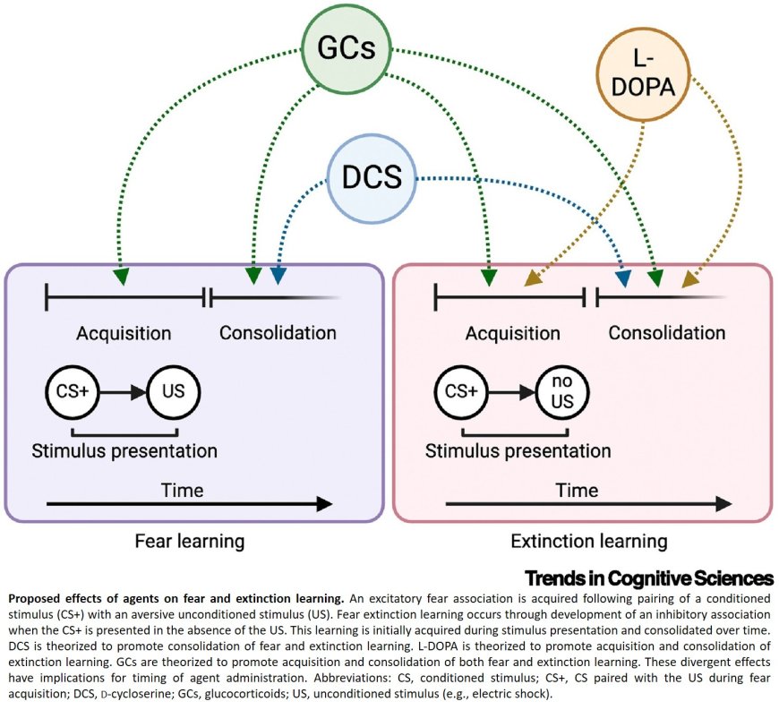 Pharmacological enhancement of fear extinction