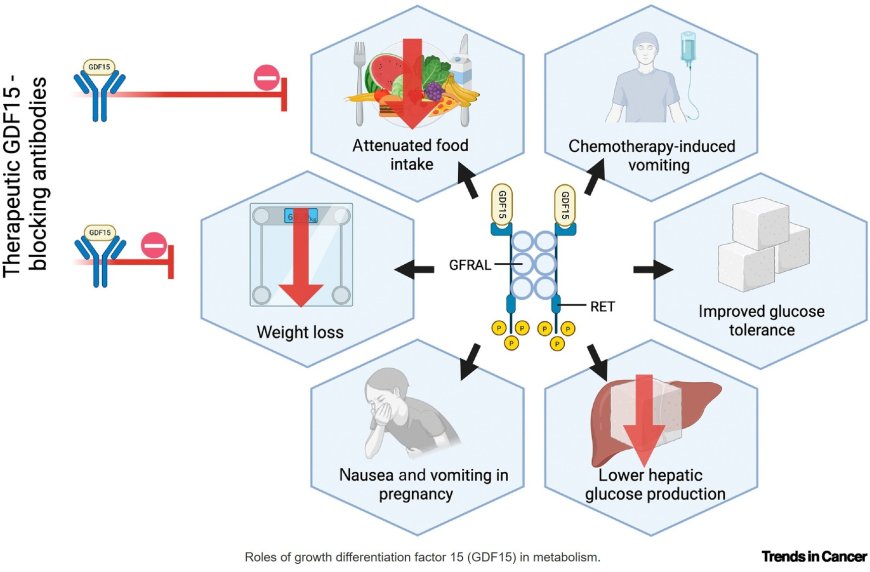 GDF15: from biomarker to target in cancer cachexia