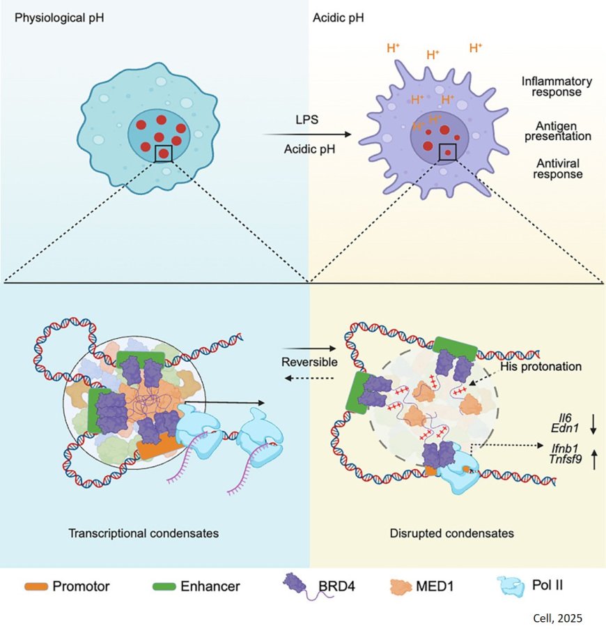 Regulation of inflammatory responses by pH- dependent transcriptional condensates