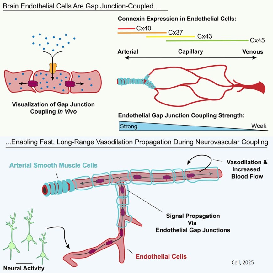 Brain endothelial gap junction coupling enables rapid vasodilation propagation during neurovascular coupling