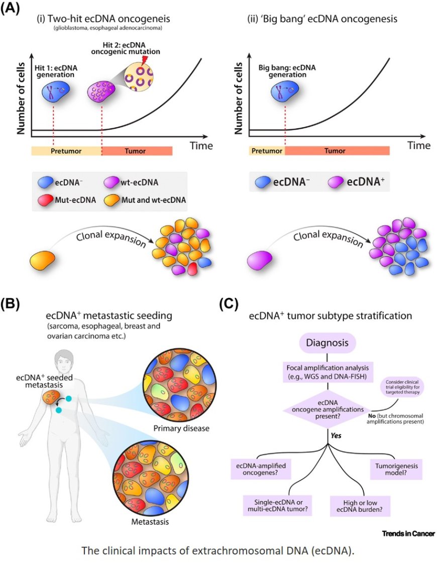 Extrachromosomal DNA: shaping the evolutionary dynamics of cancer