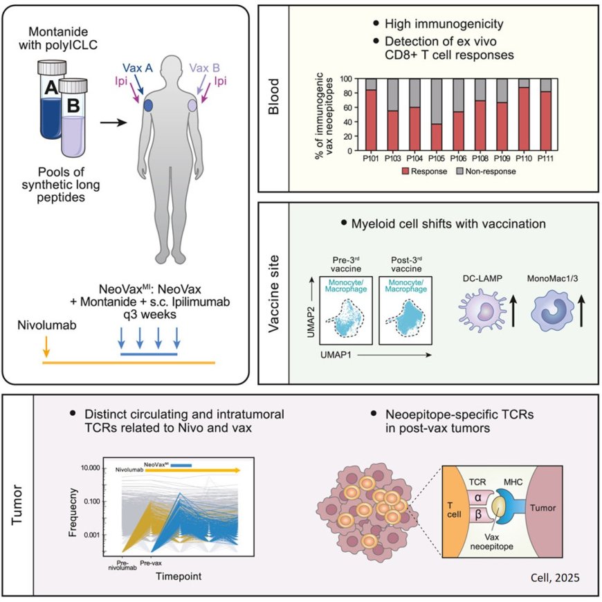 Modified personalized cancer vaccine generates powerful immune response