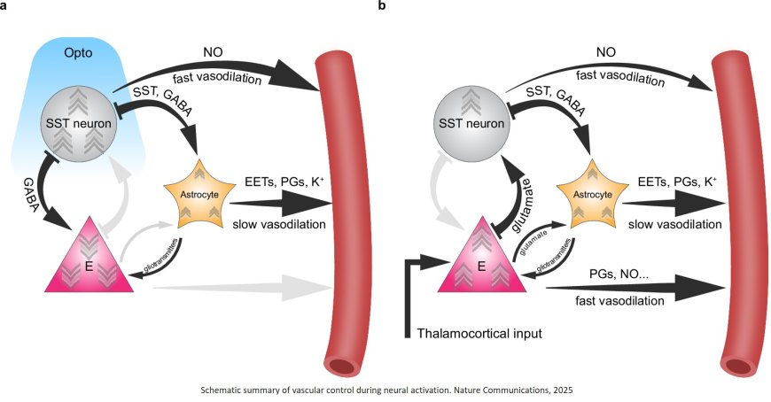Somatostatin-expressing interneurons induce early NO-driven and late specific astrocyte-mediated vasodilation