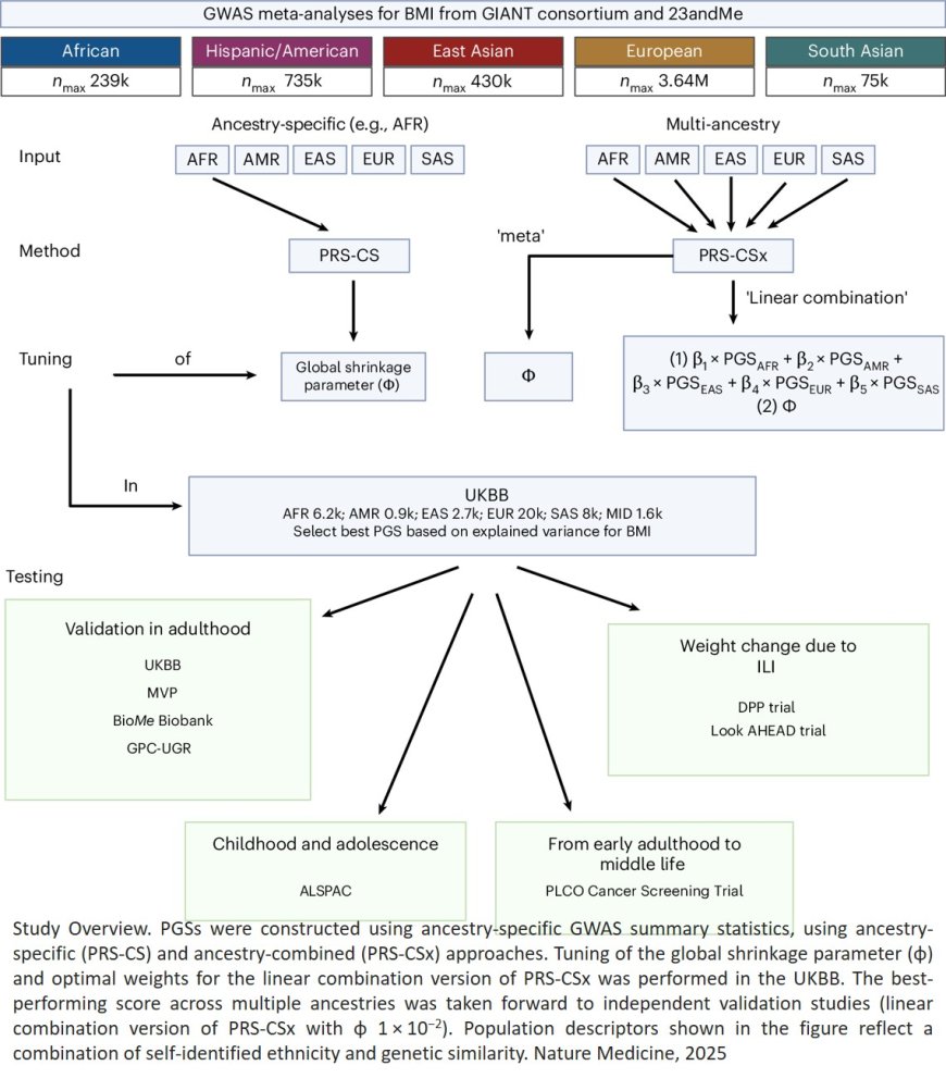 Polygenic prediction of body mass index and obesity through the life course and across ancestries