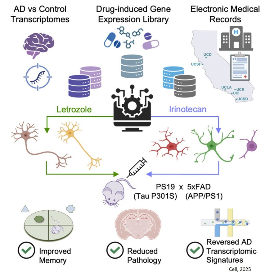Cell-type-directed network-correcting combination therapy for Alzheimer’s disease