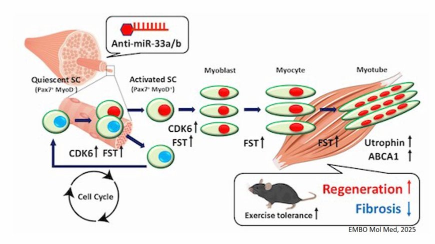 MicroRNA-33 inhibition ameliorates muscular dystrophy by enhancing skeletal muscle regeneration