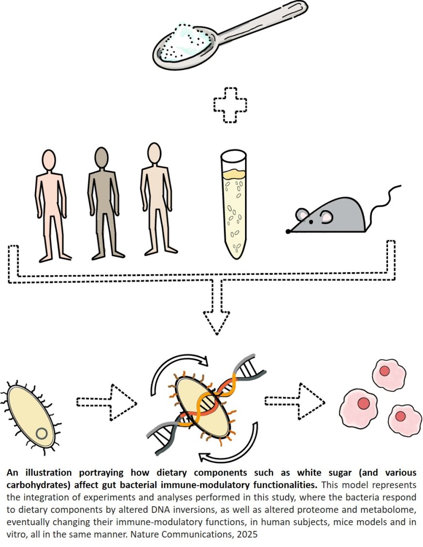 Dietary carbohydrates alter immune- modulatory functionalities and DNA  inversions in Bacteroides thetaiotaomicron