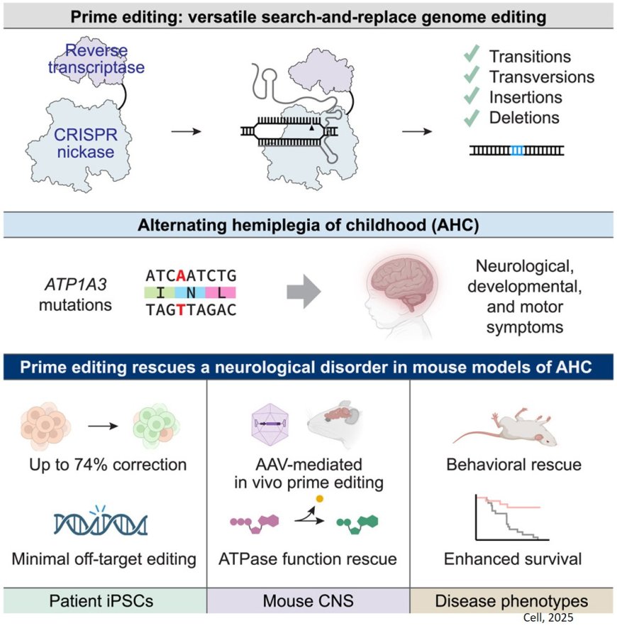 In vivo prime editing rescues alternating hemiplegia of childhood in mice