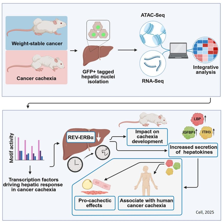 Functional liver genomics identifies hepatokines promoting wasting in cancer cachexia