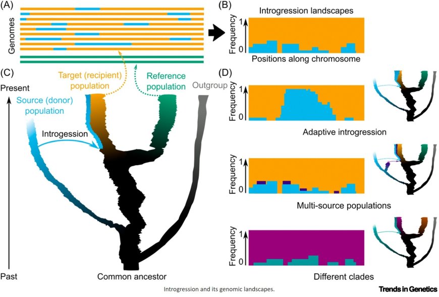 Decoding genomic landscapes of introgression