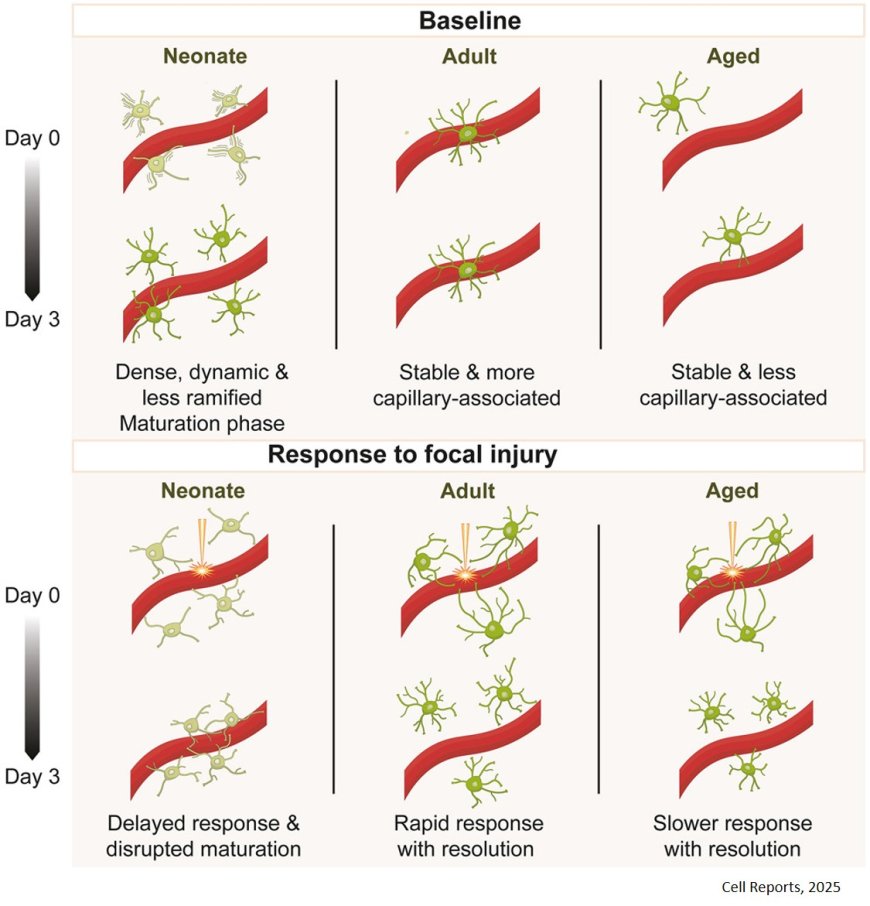 Physiological and injury-induced microglial dynamics across the lifespan